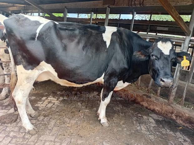 Dry Cows , 7 Months Pregnant - main view