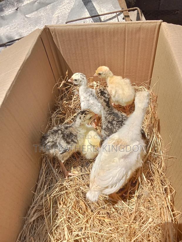 Fresh and Fertilized Turkey Eggs - thumbnail 3