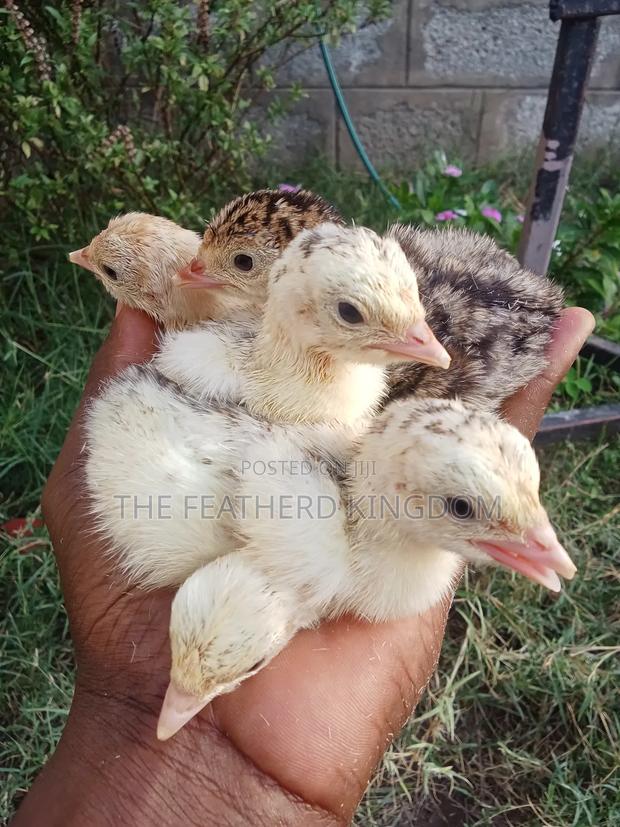 Fresh and Fertilized Turkey Eggs - thumbnail 4