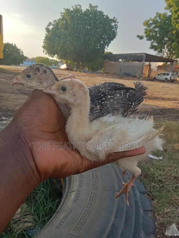 Fresh and Fertilized Turkey Eggs - thumbnail 5