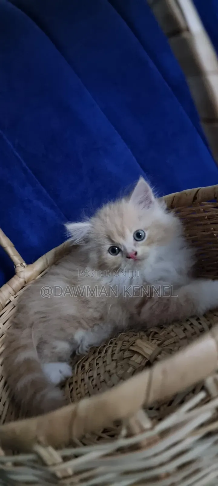 1-3 months Male Purebred Persian