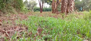 Lower Matasia Prime 100x100 Plot on Tarmac Road