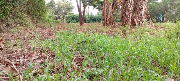 Lower Matasia Prime 100x100 Plot on Tarmac Road - thumbnail 3