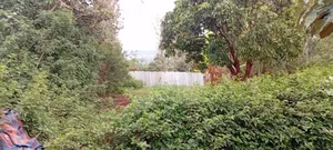 Lower Matasia Prime 100x100 Plot on Tarmac Road
