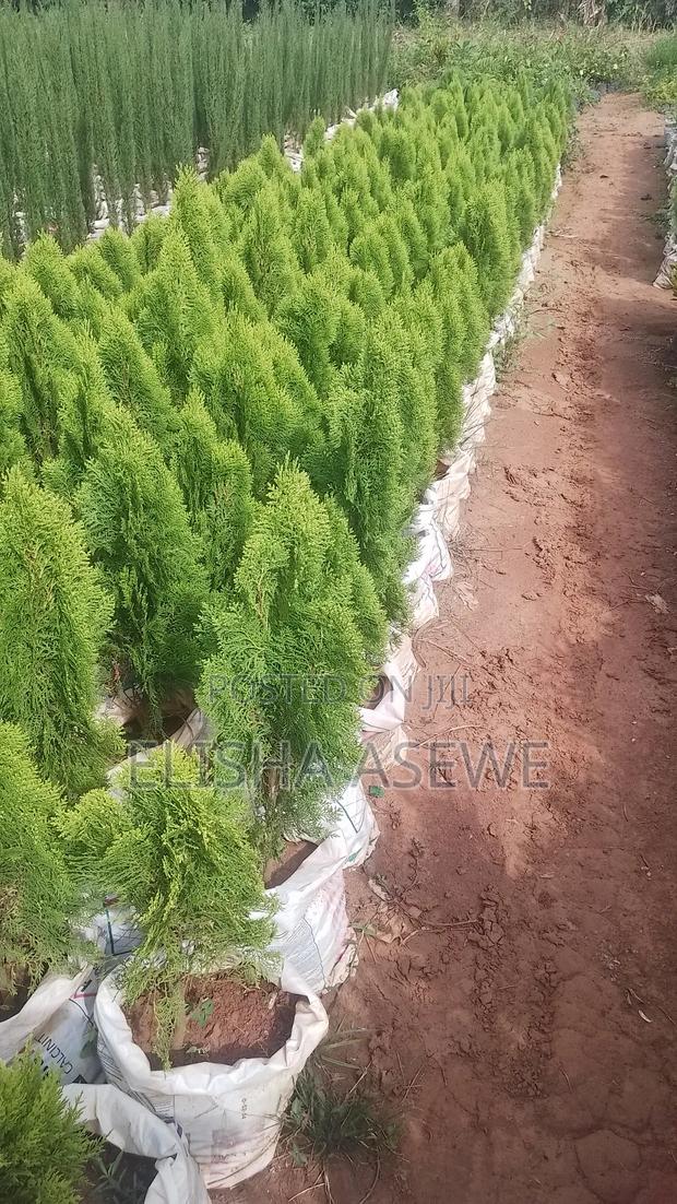 Beauty for Compound - main view