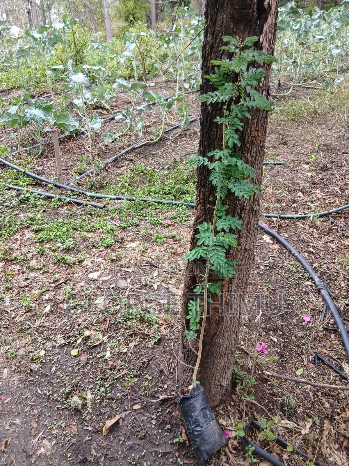 Large Yellow Acacia Seedlings for Sale