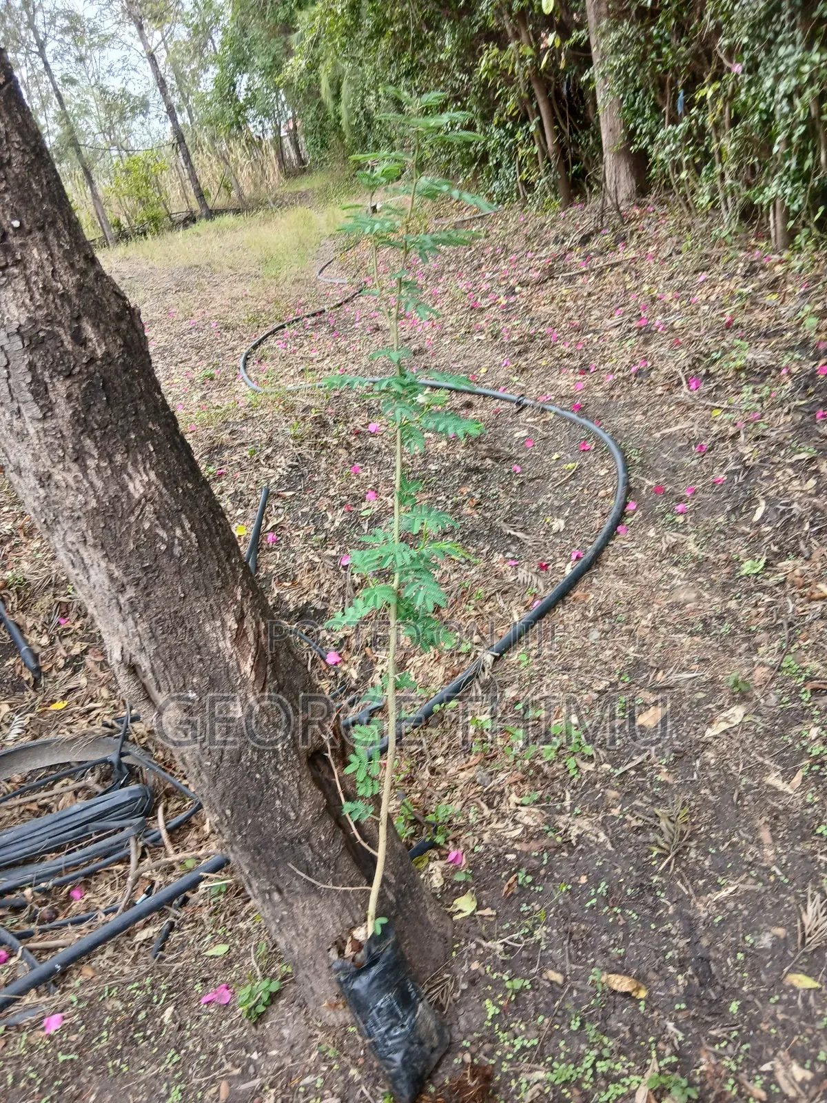 Large Yellow Acacia Seedlings for Sale
