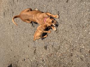 1-3 months Male Purebred Boerboel