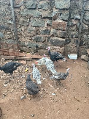Turkey Small Size and Medium Sized - thumbnail 2