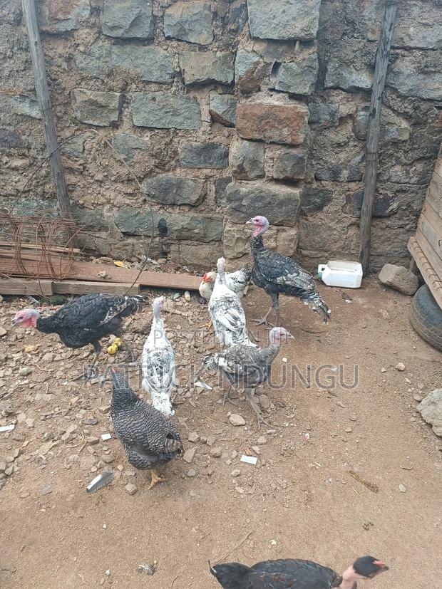 Turkey Small Size and Medium Sized - thumbnail 3