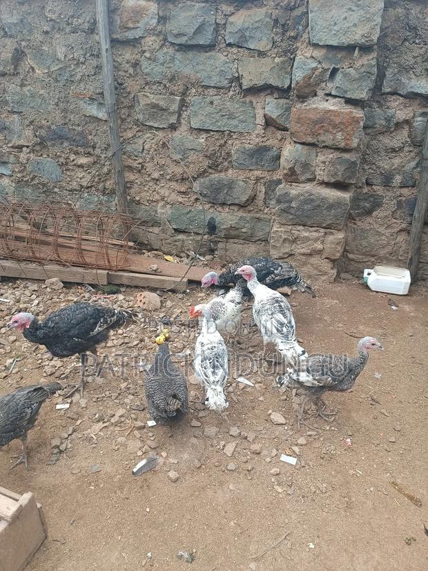 Turkey Small Size and Medium Sized - thumbnail 4