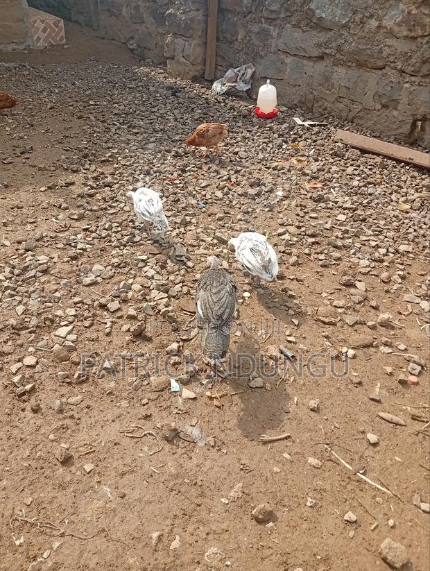 Turkey Small Size and Medium Sized - thumbnail 5