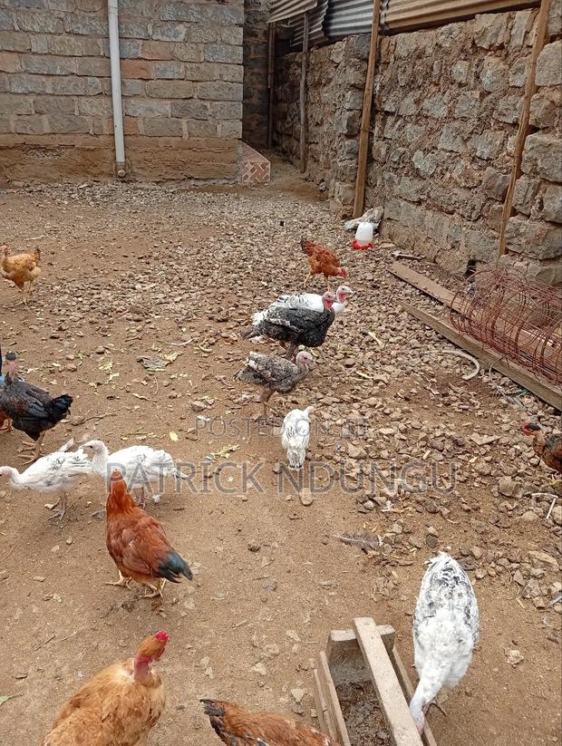 Turkey Small Size and Medium Sized - thumbnail 6