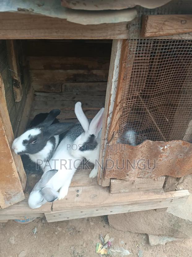 Rabbits Medium Sized and Mature - main view