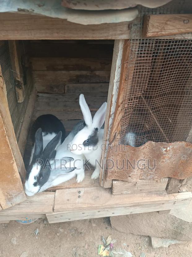 Rabbits Medium Sized and Mature - thumbnail 4