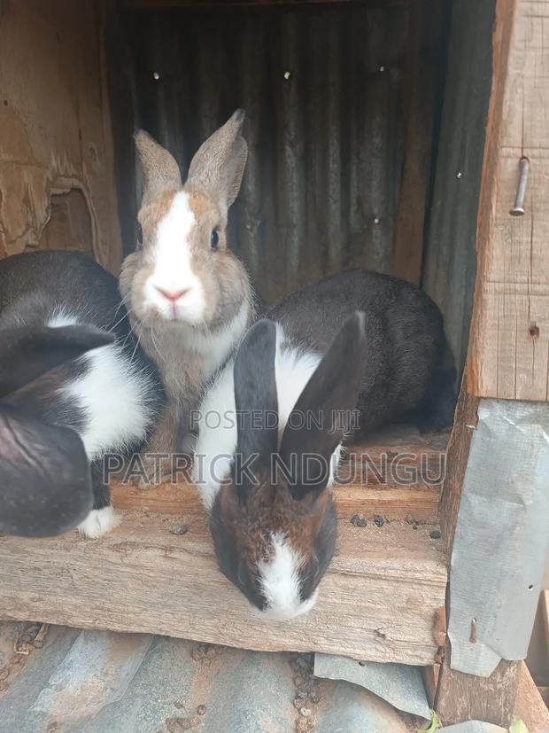 Rabbits Medium Sized and Mature - thumbnail 5