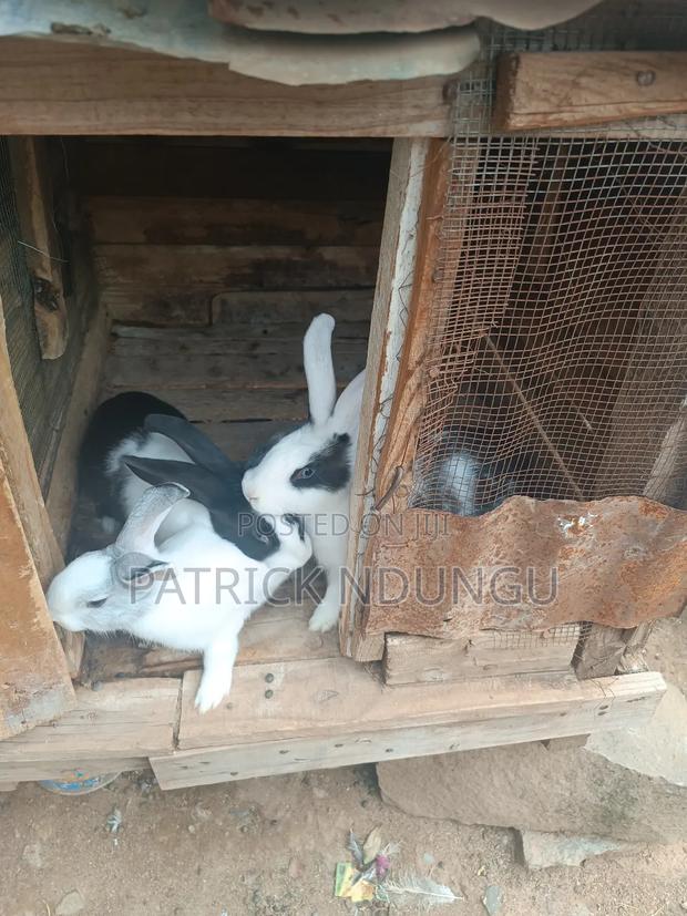 Rabbits Medium Sized and Mature - thumbnail 6