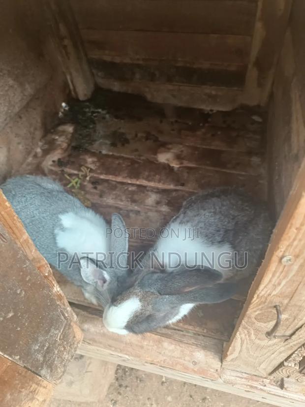 Rabbits Medium Sized and Mature - thumbnail 7