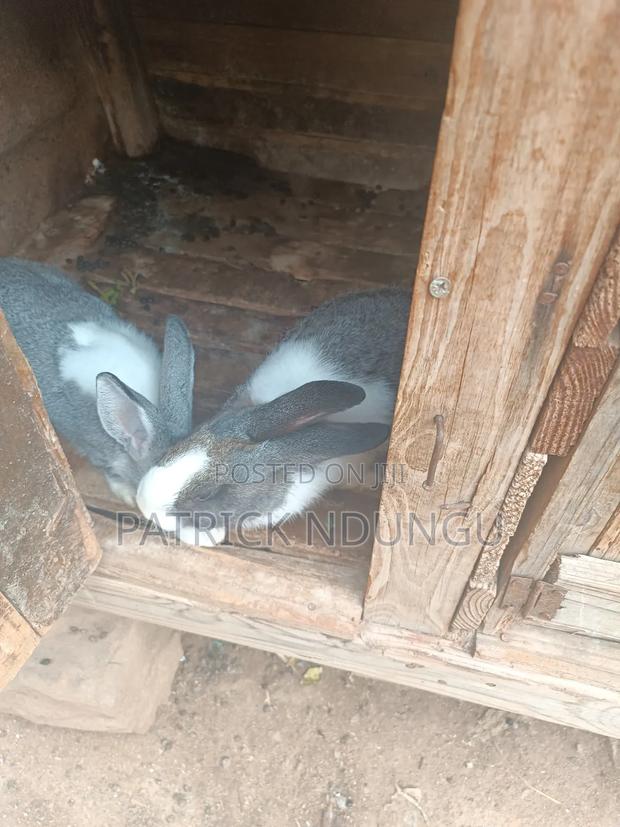 Rabbits Medium Sized and Mature - thumbnail 8