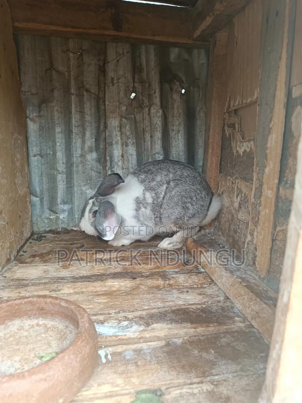 Rabbits Medium Sized and Mature - thumbnail 9