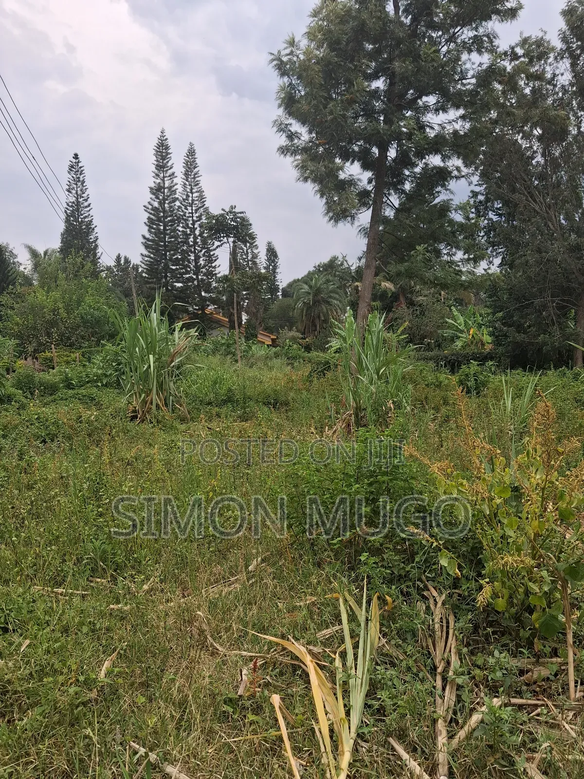 Muthithi Gardens Kiambu Road Prime Secure Serviced 1/2ac With Hedge