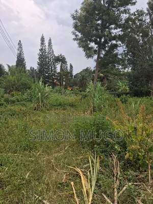 Muthithi Gardens Kiambu Road Prime Secure Serviced 1/2ac With Hedge