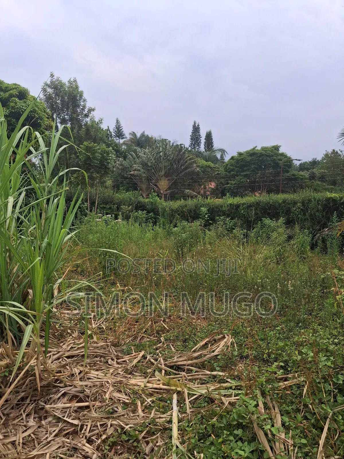 Muthithi Gardens Kiambu Road Prime Secure Serviced 1/2ac With Hedge