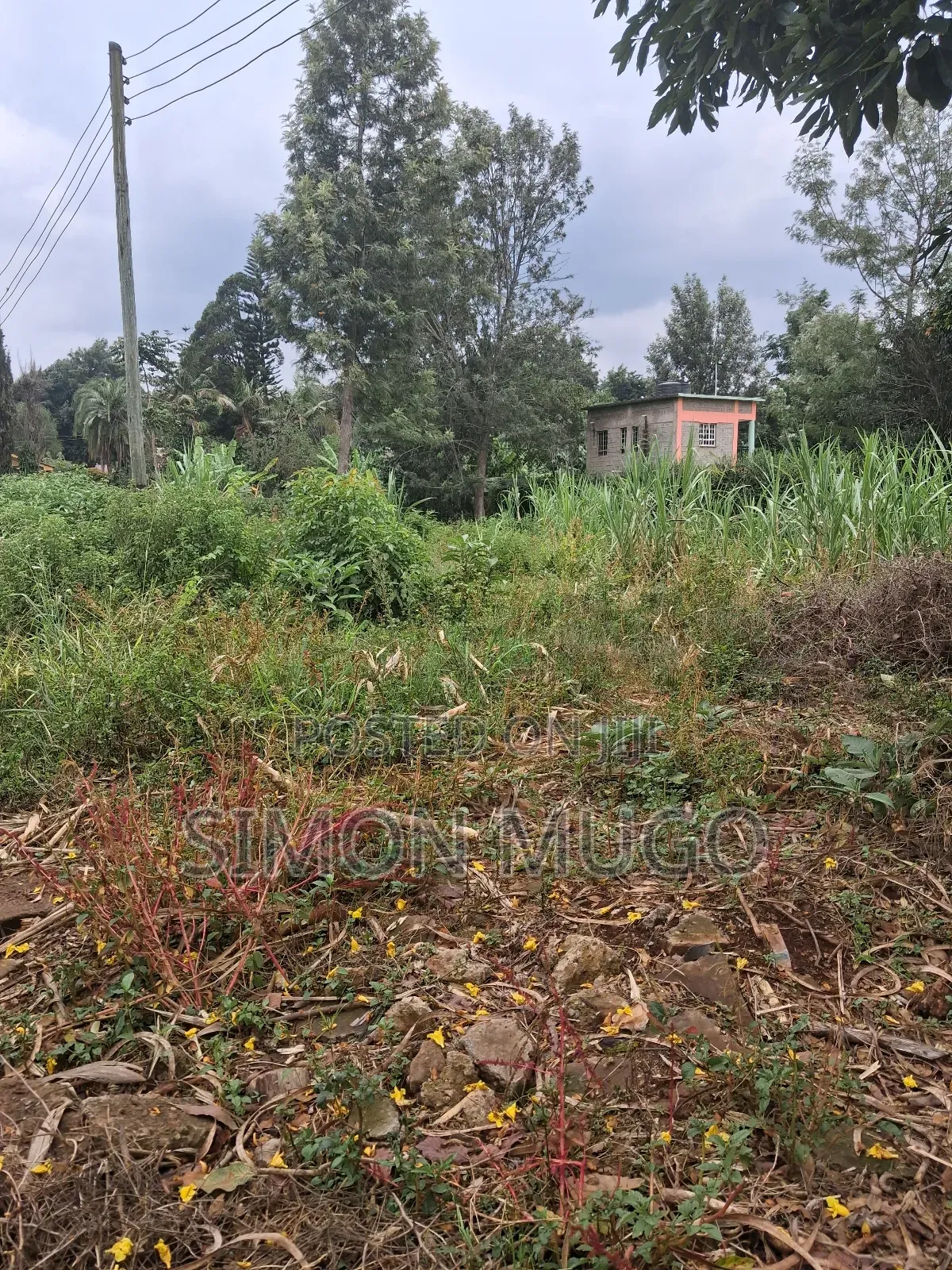 Muthithi Gardens Kiambu Road Prime Secure Serviced 1/2ac With Hedge