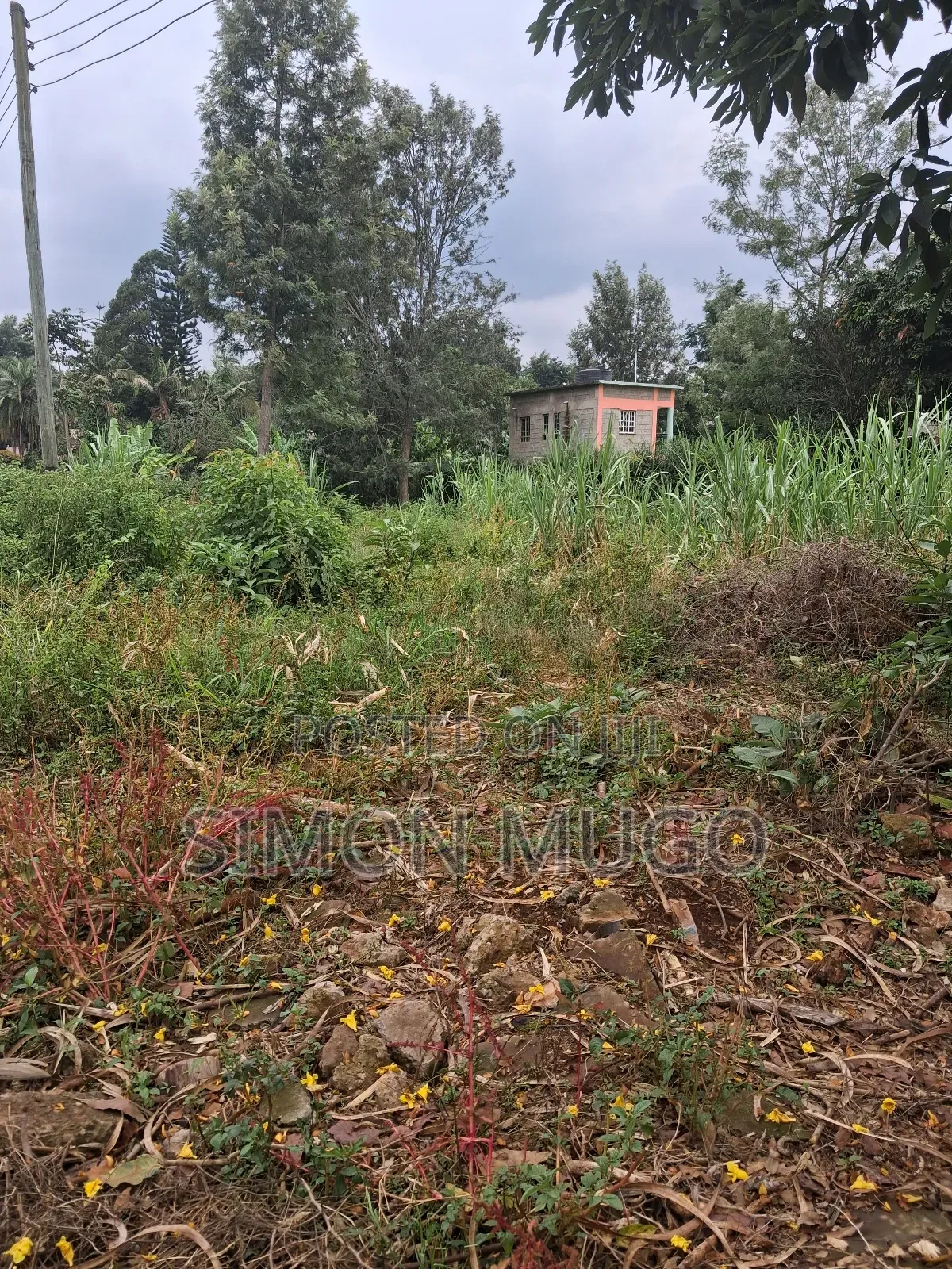 Muthithi Gardens Kiambu Road Prime Secure Serviced 1/2ac With Hedge
