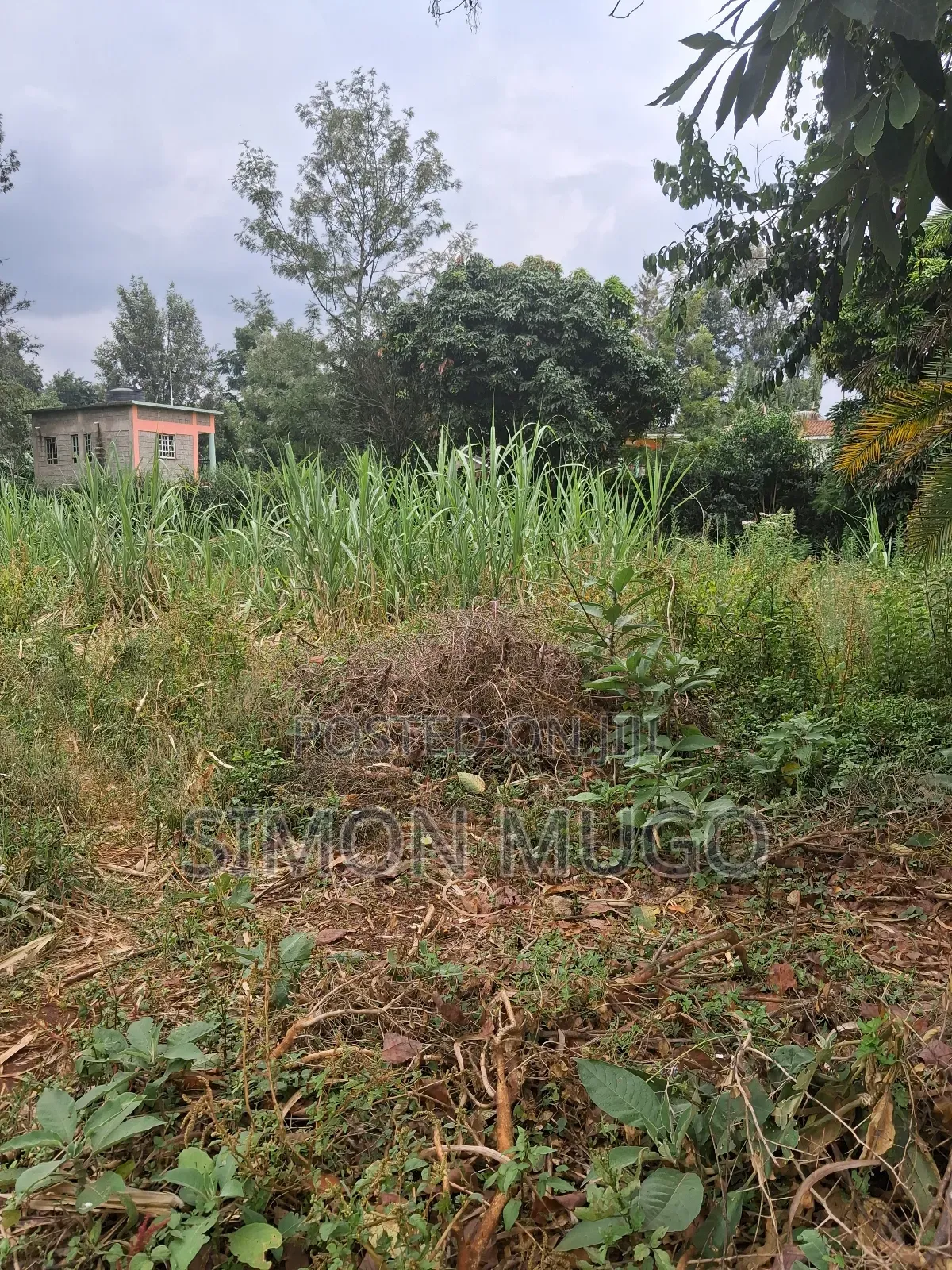 Muthithi Gardens Kiambu Road Prime Secure Serviced 1/2ac With Hedge
