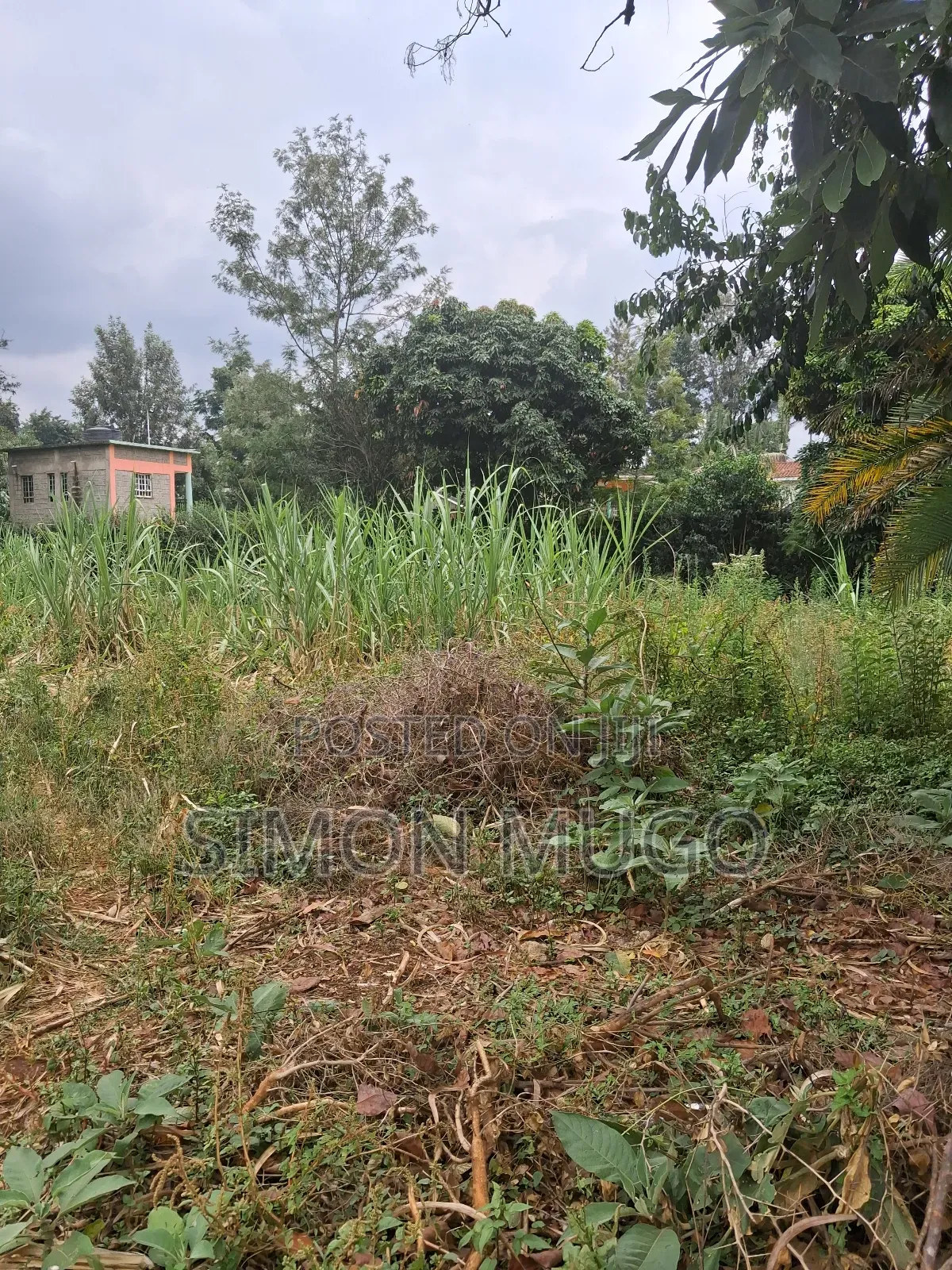 Muthithi Gardens Kiambu Road Prime Secure Serviced 1/2ac With Hedge