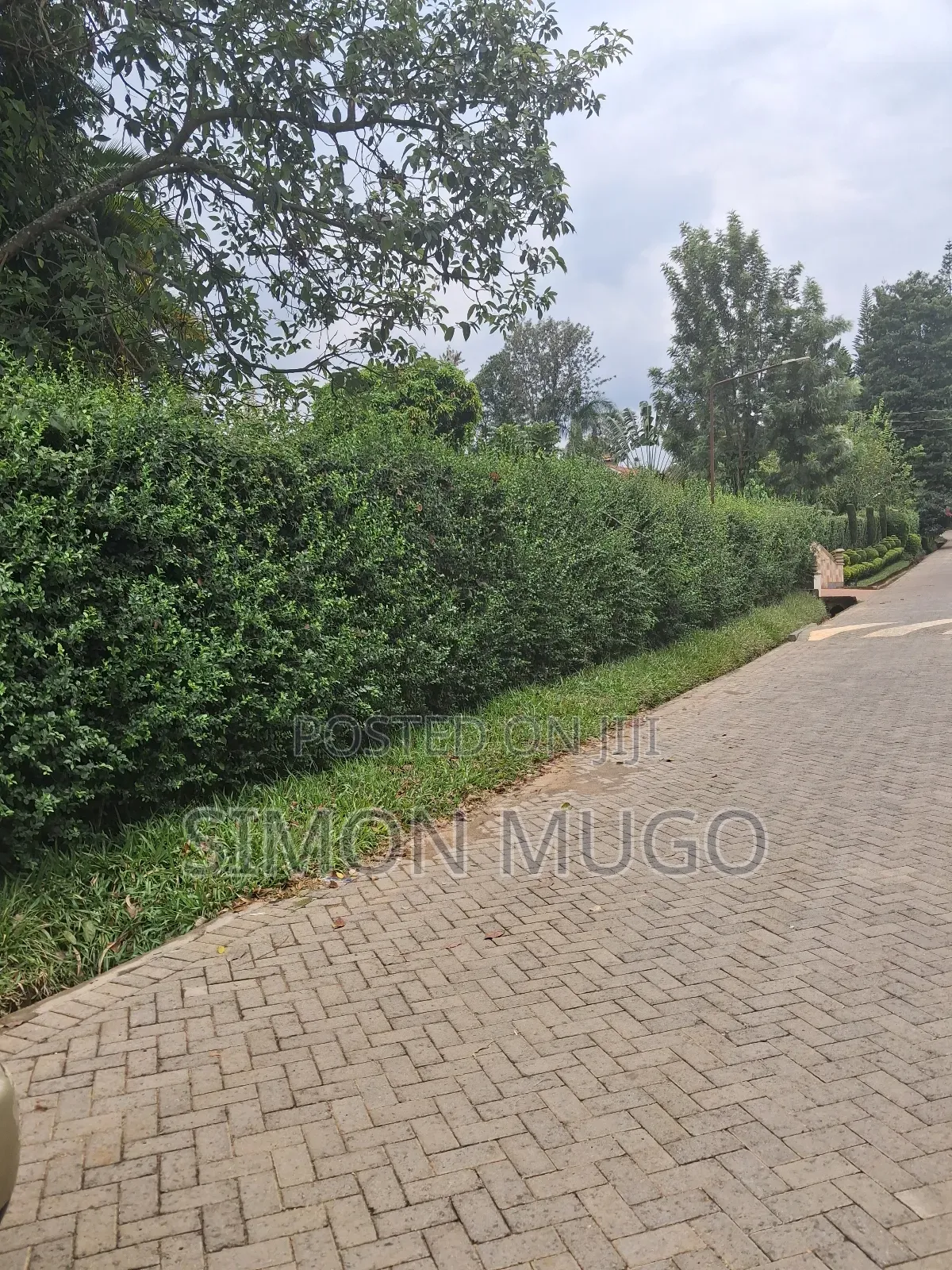 Muthithi Gardens Kiambu Road Prime Secure Serviced 1/2ac With Hedge