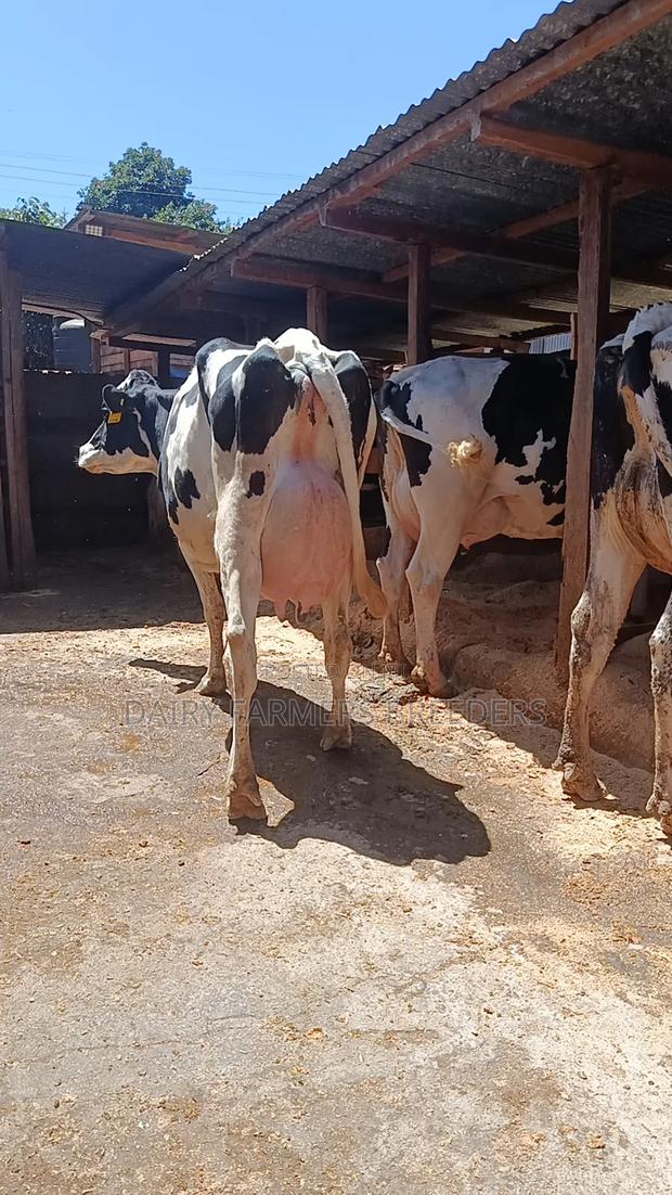 Pedigree Cows Milkers - main view