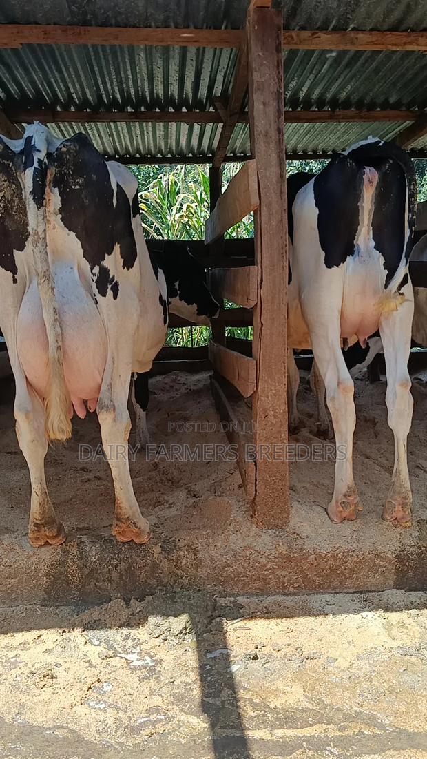 Pedigree Cows Milkers - thumbnail 2