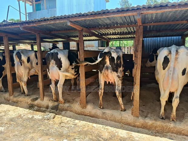 Pedigree Cows Milkers - thumbnail 3