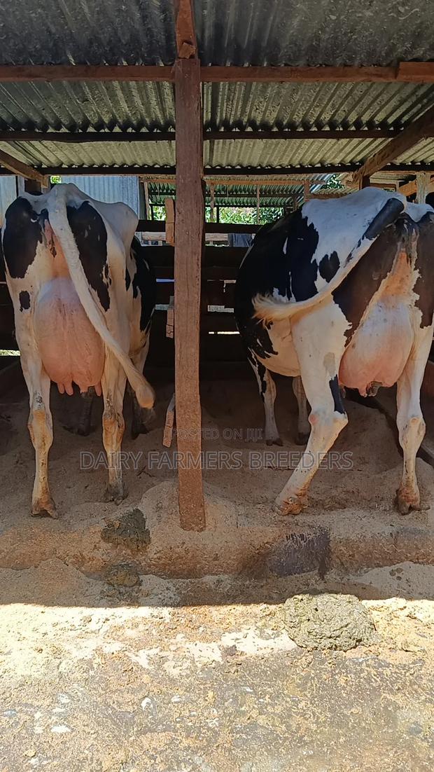 Pedigree Cows Milkers - thumbnail 4