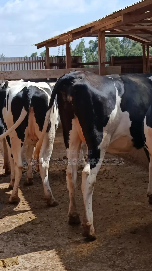 Pedigree Dairy Incalf Heifers - main view
