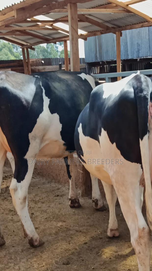 Pedigree Dairy Incalf Heifers - thumbnail 2