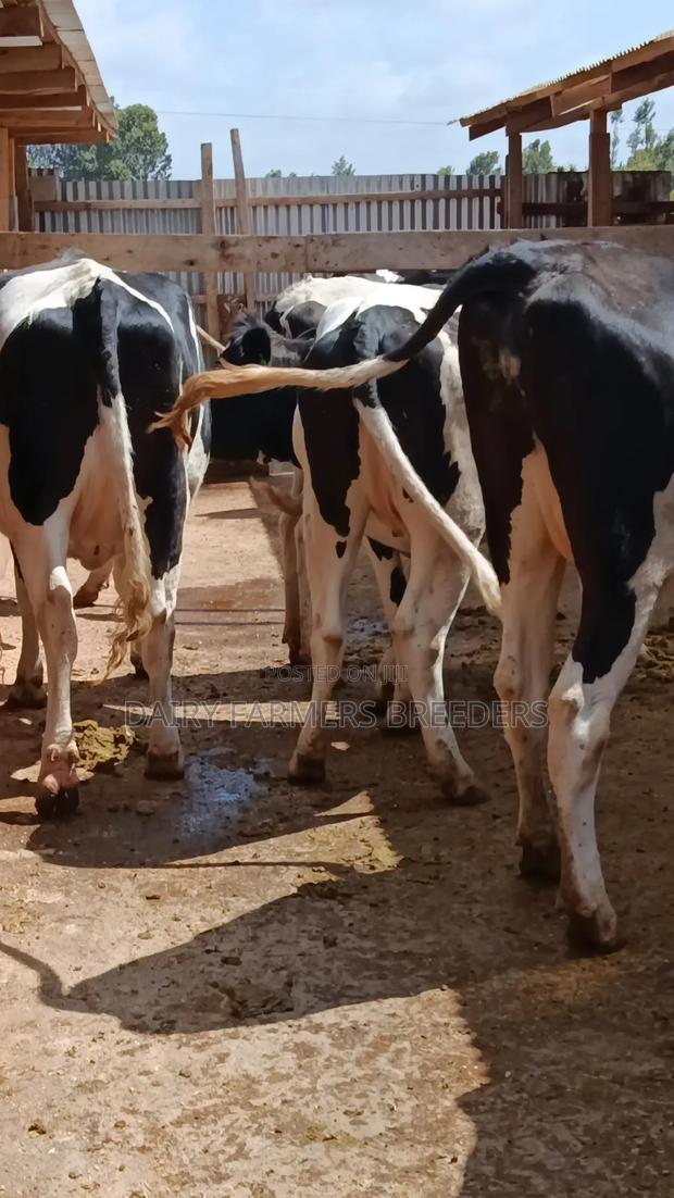 Pedigree Dairy Incalf Heifers - thumbnail 3
