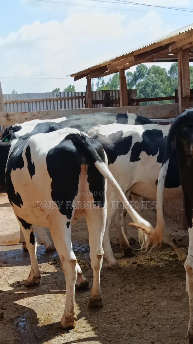 Pedigree Dairy Incalf Heifers - thumbnail 4
