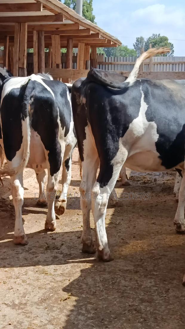 Pedigree Dairy Incalf Heifers - thumbnail 5