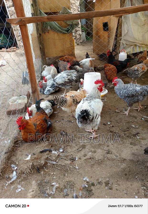 Improved and Pure Kienyeji Jogoo - main view