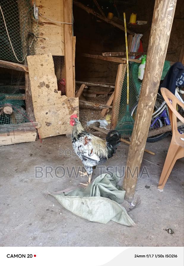 Improved and Pure Kienyeji Jogoo - thumbnail 2