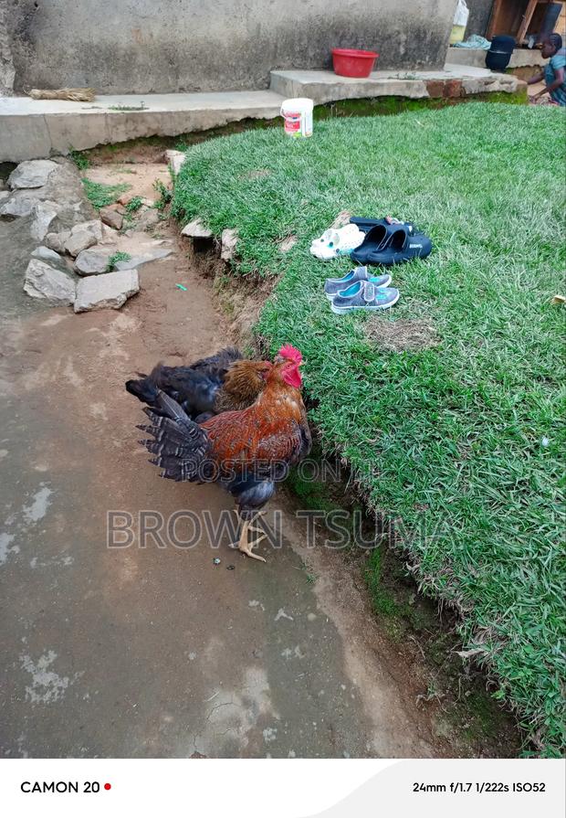 Improved and Pure Kienyeji Jogoo - thumbnail 3