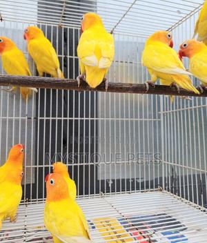 Imported Love Birds - thumbnail 2