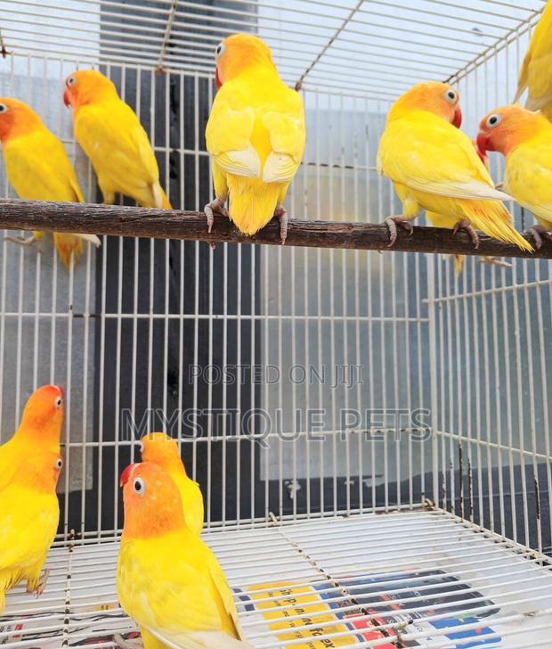 Imported Love Birds - main view