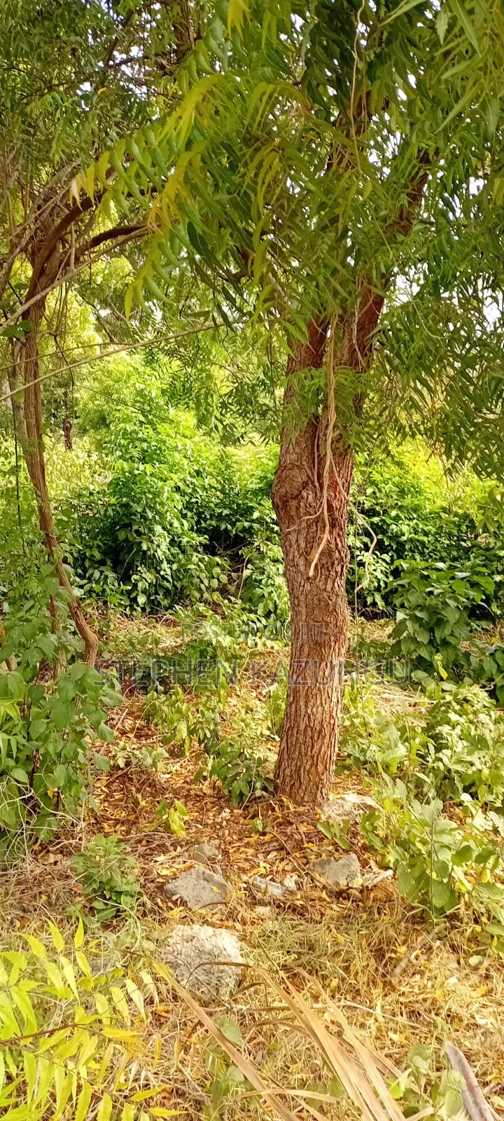 End of 2nd Row 1/2 Acre Plot at Diani Beach Manyata Zone