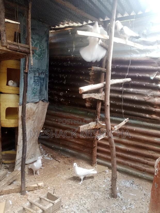 Pigeon (Racing Pigeons) - thumbnail 5