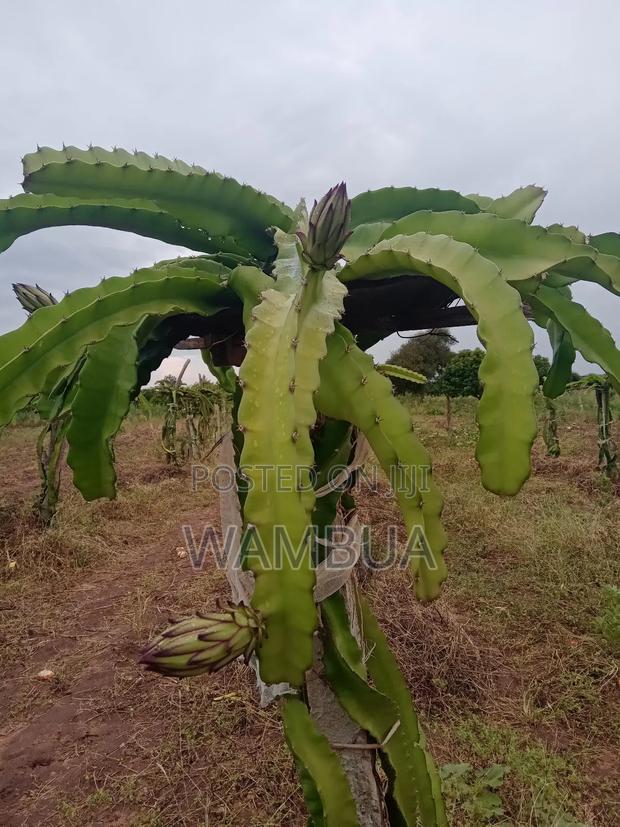 Dragon Fruits - main view