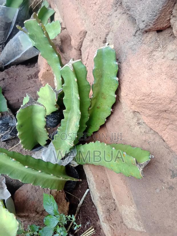 Dragon Fruits - thumbnail 2